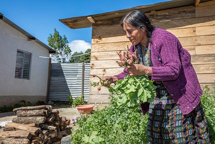 Juana picks vegetables in front of her family's Habitat home in the central highlands of Guatemala.