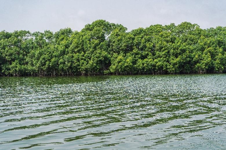 Mangrove plantation